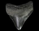 Fossil Megalodon Tooth - Georgia #65765-2